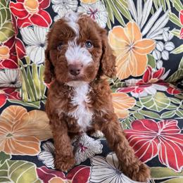 Ralphie - Red  male Goldendoodle puppy in Fordland, Missouri from K&K's Puppy Kingdom