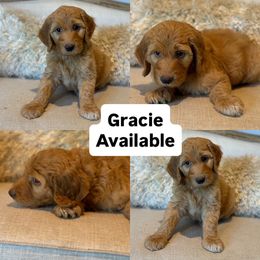 Gracie - Apricot female Goldendoodle puppy in Chapin, South Carolina from Kava Kennels