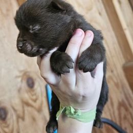 Moonlit Sky -upcoming 2027-2028 - Schipperke