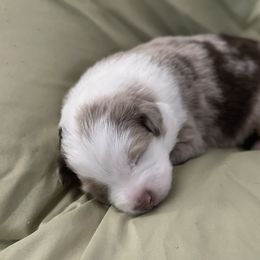 Australian Shepherd Puppies from Forgotten Coast Australian Shepherds