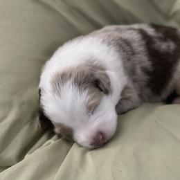 Australian Shepherd Puppies from Forgotten Coast Australian Shepherds
