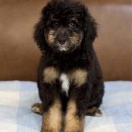 Blueberry - Phantom female Bernedoodle puppy in Queen Creek, Arizona from Dulcito Doodles