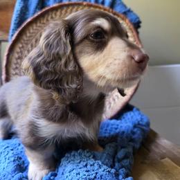 Boy 1 - Chocolate and cream male Dachshund puppy in Minden, Louisiana from Ironwood Creek
