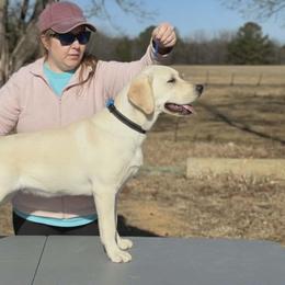 Boy 2 - Yellow male Labrador Retriever puppy in Archer Lodge, North Carolina from Archer Lodge Labradors