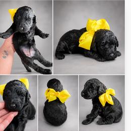 Orchid - Black female Goldendoodle puppy in Delphos, Ohio from Route 66 Poodles & Doodles, Sapphire Shih-tzu's of Ohio