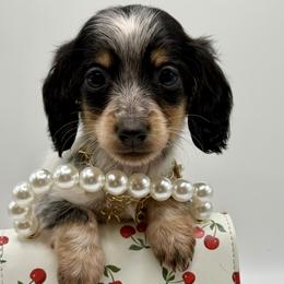 Lady 4- Russian Lines - AKC - Piebald female Dachshund puppy in Bartlesville, Oklahoma from OkieDokieDox
