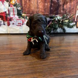 Choco latte - Chocolate female Goldendoodle puppy in Arlington, Texas from Chambers Doodle Patch