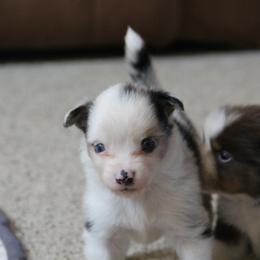Est - Blue merle male Miniature American Shepherd puppy in Tiskilwa, Illinois from First Harmony Farms