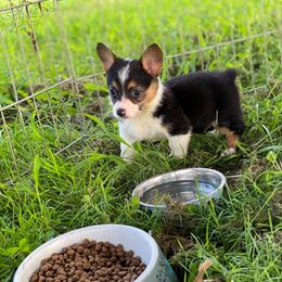 Pembroke Welsh Corgi Puppies from K&S Quality Pembroke Welsh Corgi’s