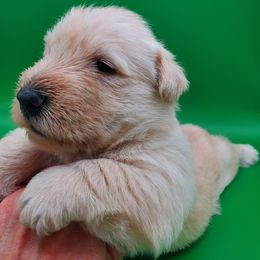 Sunkist - Wheaten male Scottish Terrier puppy in Crossville, Tennessee from Cavern Kennels