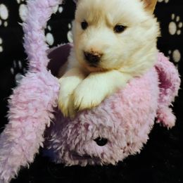 Girl 1 - White Siberian Husky puppy in Gansevoort, New York from Gemstone Huskys