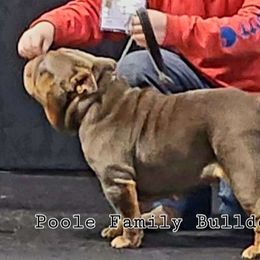 Dahlia - Bulldog