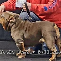 Dahlia - Bulldog