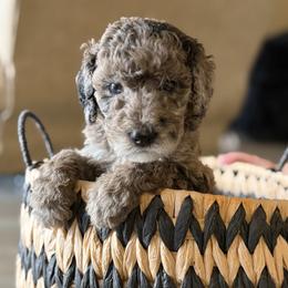 Rolo - Merle male Labradoodle puppy in Brownsville, Texas from The Doodle Crew