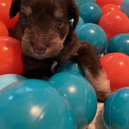 Miniature Schnauzer Puppies from Booms baby
