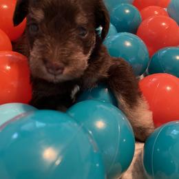 Miniature Schnauzer Puppies from Booms baby