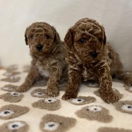 Cavapoo, Cockapoo, Goldendoodle, and Maltipoo Puppies from Perdue Puppies
