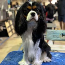 Emmett - Cavalier King Charles Spaniel