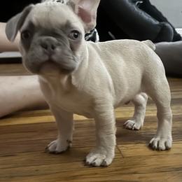 Sunny - Blue fawn male French Bulldog puppy in West Hempstead, New York from Long Island Frenchie