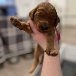 Pink - Red female Irish Doodle puppy in Surprise, Arizona from Huckleberry Doodles