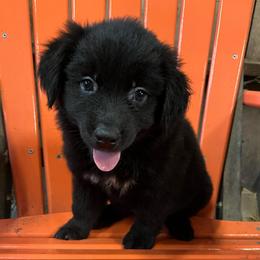 Olive - Black & white female Australian Shepherd puppy in Whitwell, Tennessee from Owl Hollow Farm