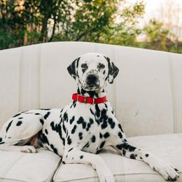 Dalmatian All Grown Up from Rosais Acres LLC