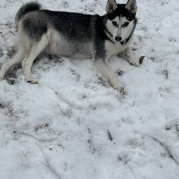 Snow - Siberian Husky