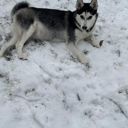 Snow - Siberian Husky