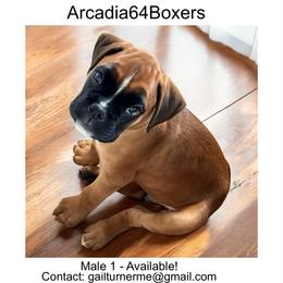 Male 1 - Fawn male Boxer puppy in Portland, Maine from Gail's Boxers