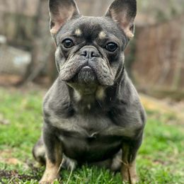 Victoria - Blue female French Bulldog puppy in Alexandria, Virginia from Boss Lady Kennel