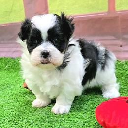 Fonzi - Black and white male Mal-Shi puppy in Aurora, Missouri from KnJ Precious Paws LLC