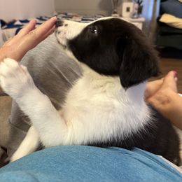 Barkley - Black and white male Border Collie puppy in Henagar, Alabama from Ridge Kap Border Collies