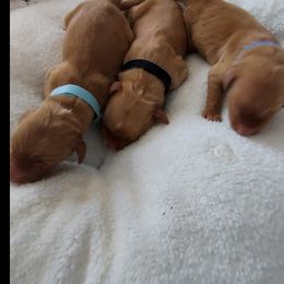 Golden Retriever Puppies from Golden On The Hill