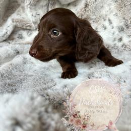 Dachshund Puppies from CSW Dachshunds