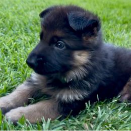 Boy 2 - male German Shepherd puppy in Paso Robles, California from Central Coast German Shepherds