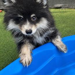 Inigo - Tri-color male Pomsky puppy in Winston, Oregon from Arctic Tails Spitz