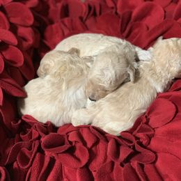Poodle Puppies from Clarion Poodles
