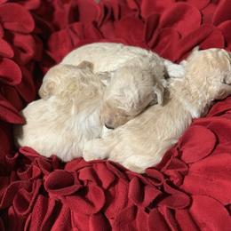 Poodle Puppies from Clarion Poodles