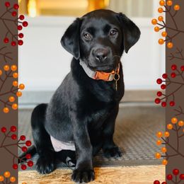 Labrador Retriever Puppies from Cary’s Buck Creek Retrievers