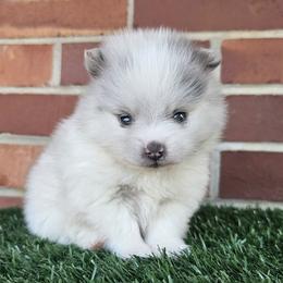 Lucky - Blue parti male Pomeranian puppy in Shady Point, Oklahoma from Imperial Pomeranians