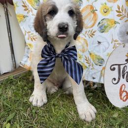 Waverly - Brown and white male Saint Berdoodle puppy in Traverse City, Michigan from Bare Paws Saint Berdoodles