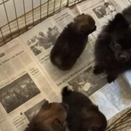 Pomeranians from Lil’ Sprouts Pomeranians