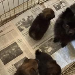 Pomeranians from Lil’ Sprouts Pomeranians