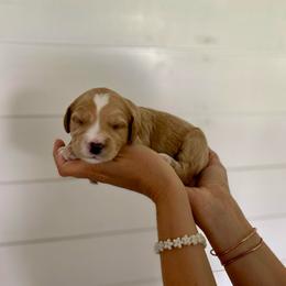 Felix - Red  male Goldendoodle puppy in Stanford, Kentucky from Holloway Goldendoodles