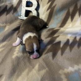 Baba - Red male Pembroke Welsh Corgi puppy in Maupin, Oregon from Bailey Nannini