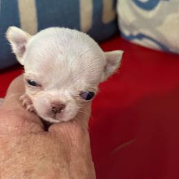Mario - White male Chihuahua puppy in Dime Box, Texas from Color Me Crazy Chihuahuas