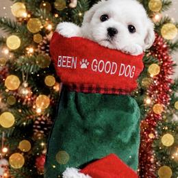 Shichon and Shih Tzu Puppies from Angie’s Teddy Bear Puppies Minnesota
