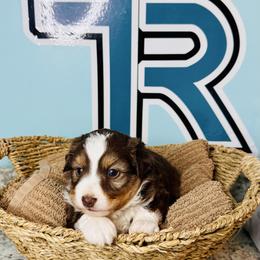 Miniature American Shepherd puppies from Faith River Aussies