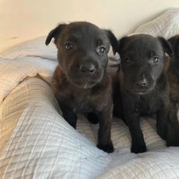 Girl 3 - Black brindle female Dutch Shepherd puppy in San Diego, California from TecK9s