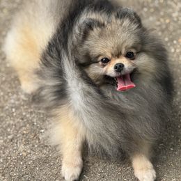 BELLY - Pomeranian